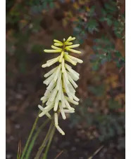 Kniphofia 'Little Maid'