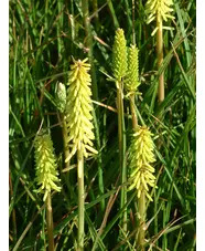 Kniphofia 'Little Maid'