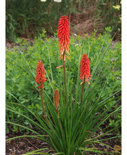 Kniphofia 'Nancy's Red'