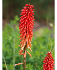 Kniphofia 'Nancy's Red'