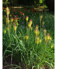 Kniphofia rufa