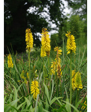 Kniphofia 'Sunningdale Yellow'