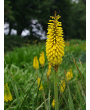 Kniphofia 'Sunningdale Yellow'