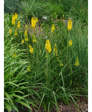 Kniphofia 'Sunningdale Yellow'