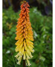 Kniphofia 'Tawny King'