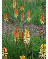 Kniphofia 'Tawny King'