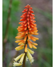 Kniphofia 'Tawny King'