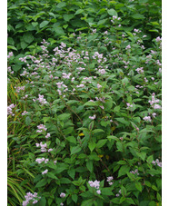 Koenigia campanulata 'Madame Jigard'