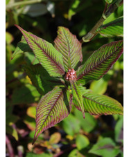 Koenigia campanulata 'Madame Jigard'