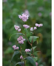 Koenigia campanulata 'Madame Jigard'