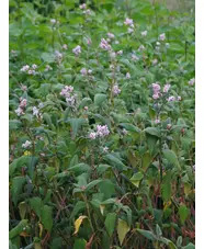 Koenigia campanulata 'Madame Jigard'