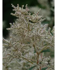 Koenigia x fennica 'Johanniswolke'