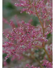 Koenigia x fennica 'Johanniswolke'