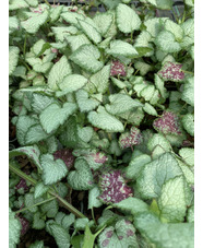 Lamium maculatum 'Beacon Silver'