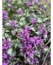 Lamium maculatum 'Beacon Silver'