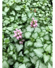 Lamium maculatum 'Pink Pewter'