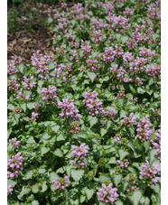 Lamium maculatum 'Pink Pewter'