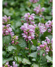 Lamium maculatum 'Pink Pewter'