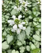 Lamium maculatum 'White Nancy'