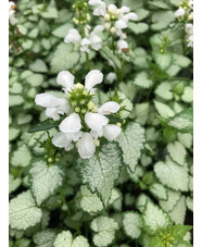 Lamium maculatum 'White Nancy'