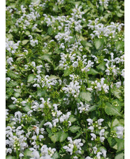 Lamium maculatum 'White Nancy'