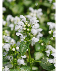 Lamium maculatum 'White Nancy'