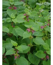 Lamium orvala