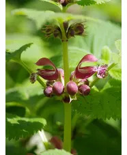 Lamium orvala