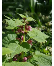 Lamium orvala