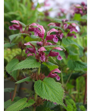 Lamium orvala 'Silva'