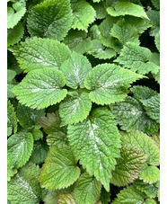 Lamium orvala 'Silva'