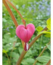 Lamprocapnos spectabilis