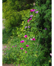 Lathyrus grandiflorus