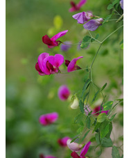 Lathyrus grandiflorus