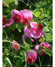 Lathyrus grandiflorus