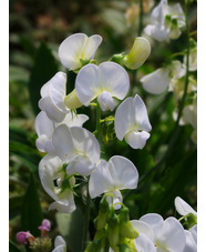 Lathyrus latifolius 'White Pearl'