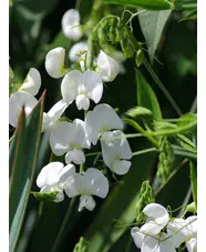 Lathyrus latifolius 'White Pearl'