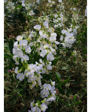 Lathyrus latifolius 'White Pearl'