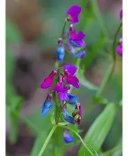 Lathyrus vernus