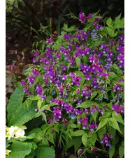 Lathyrus vernus