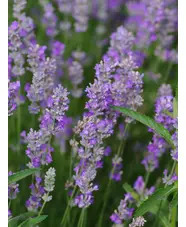 Lavandula angustifolia 'Ashdown Forest'