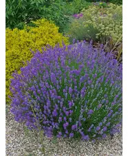 Lavandula angustifolia 'Ashdown Forest'
