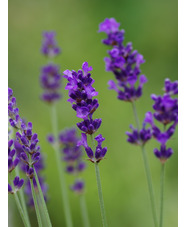 Lavandula angustifolia 'Hidcote'