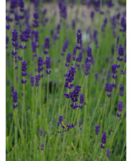 Lavandula angustifolia 'Hidcote'