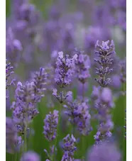 Lavandula angustifolia 'Munstead'