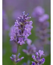 Lavandula angustifolia 'Munstead'