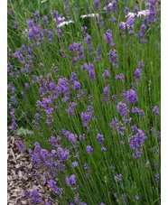 Lavandula angustifolia 'Munstead'