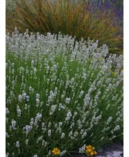 Lavandula angustifolia 'Nana Alba'