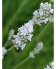 Lavandula angustifolia 'Nana Alba'