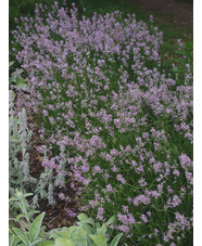 Lavandula angustifolia 'Rosea'